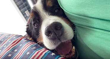 dog