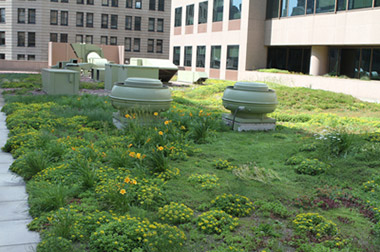 View of our green roof