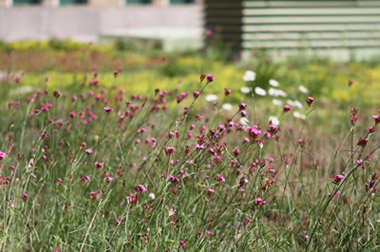 various plants on the highmark green roof